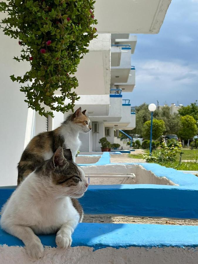 Apartment Pool View