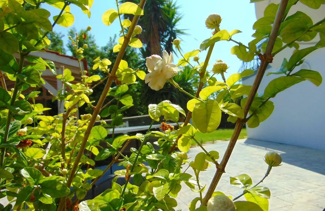 Villa Giovanni-1